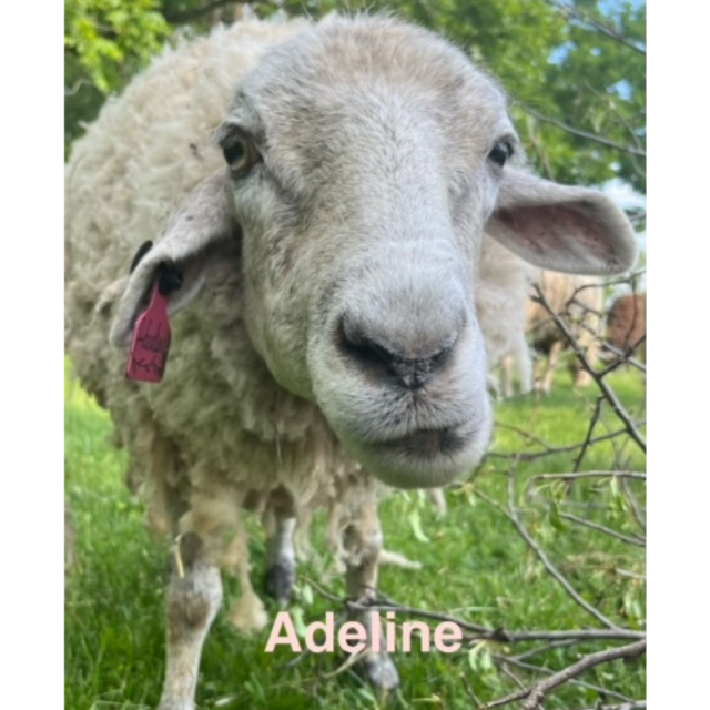 adeline