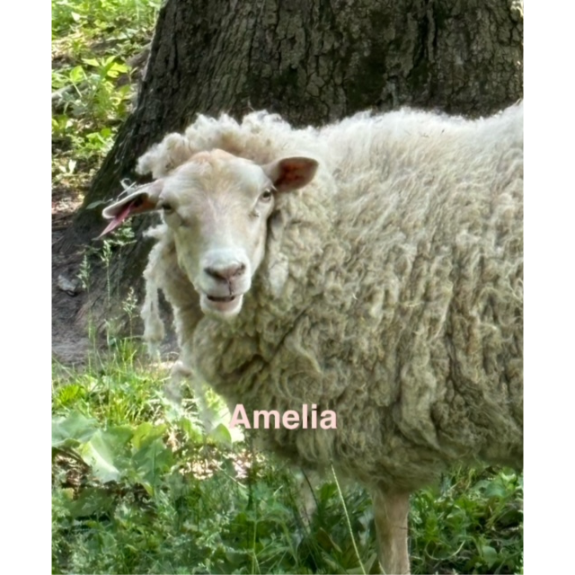 amelia