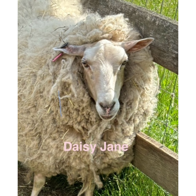 daisyjane