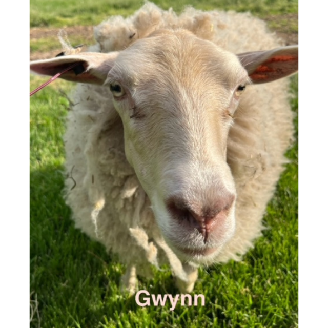 gwynn