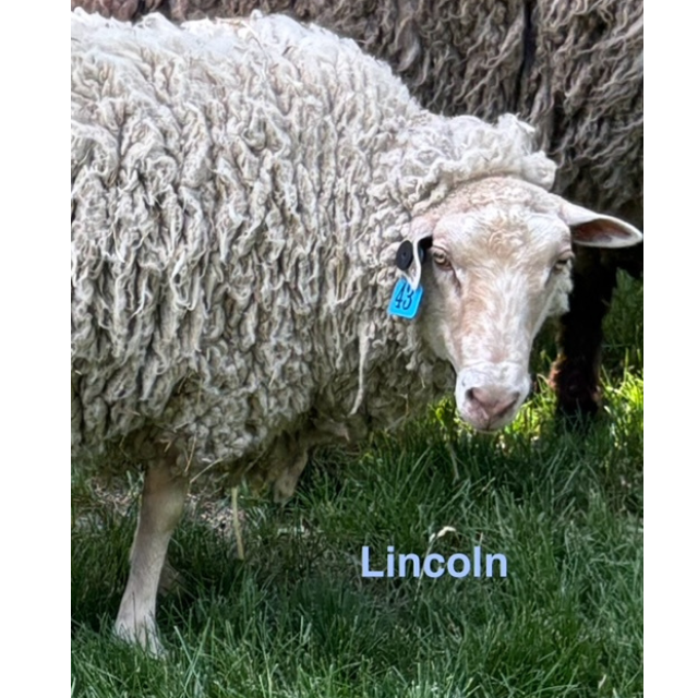 lincoln