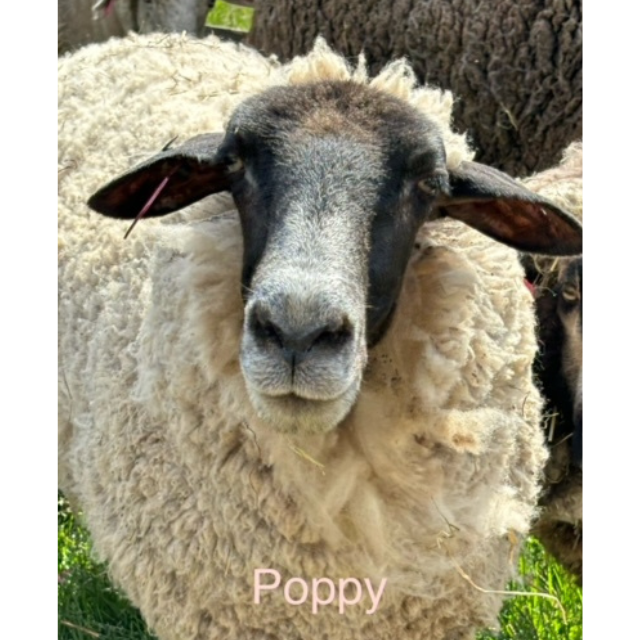 poppy