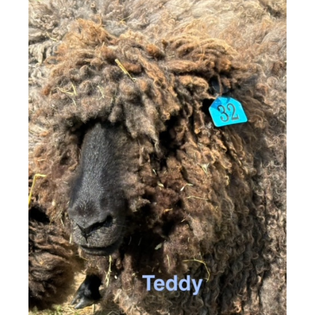 teddy