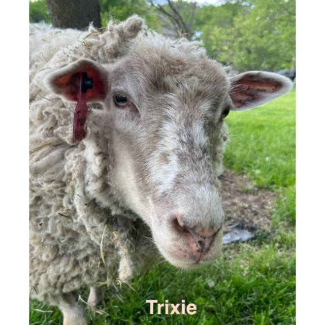 trixie