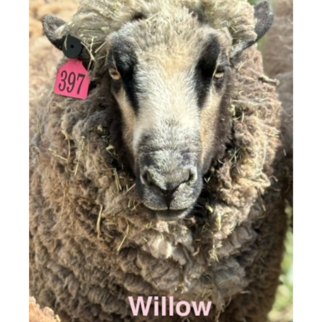 willow