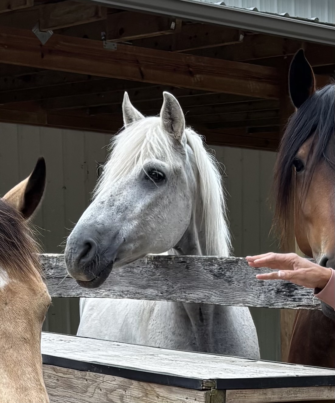 bodi_the_horse Bodi
