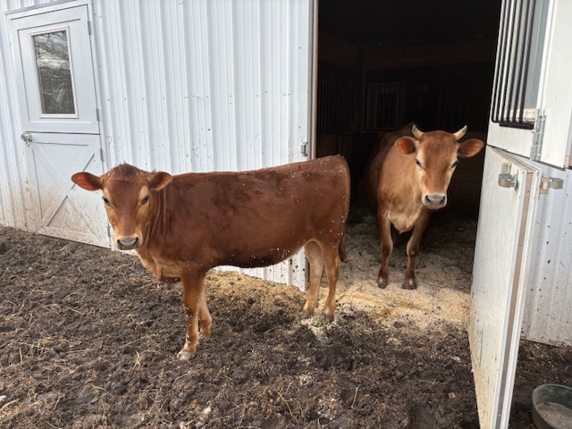 cows Cows