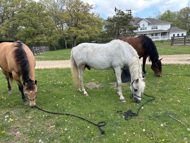 Horses