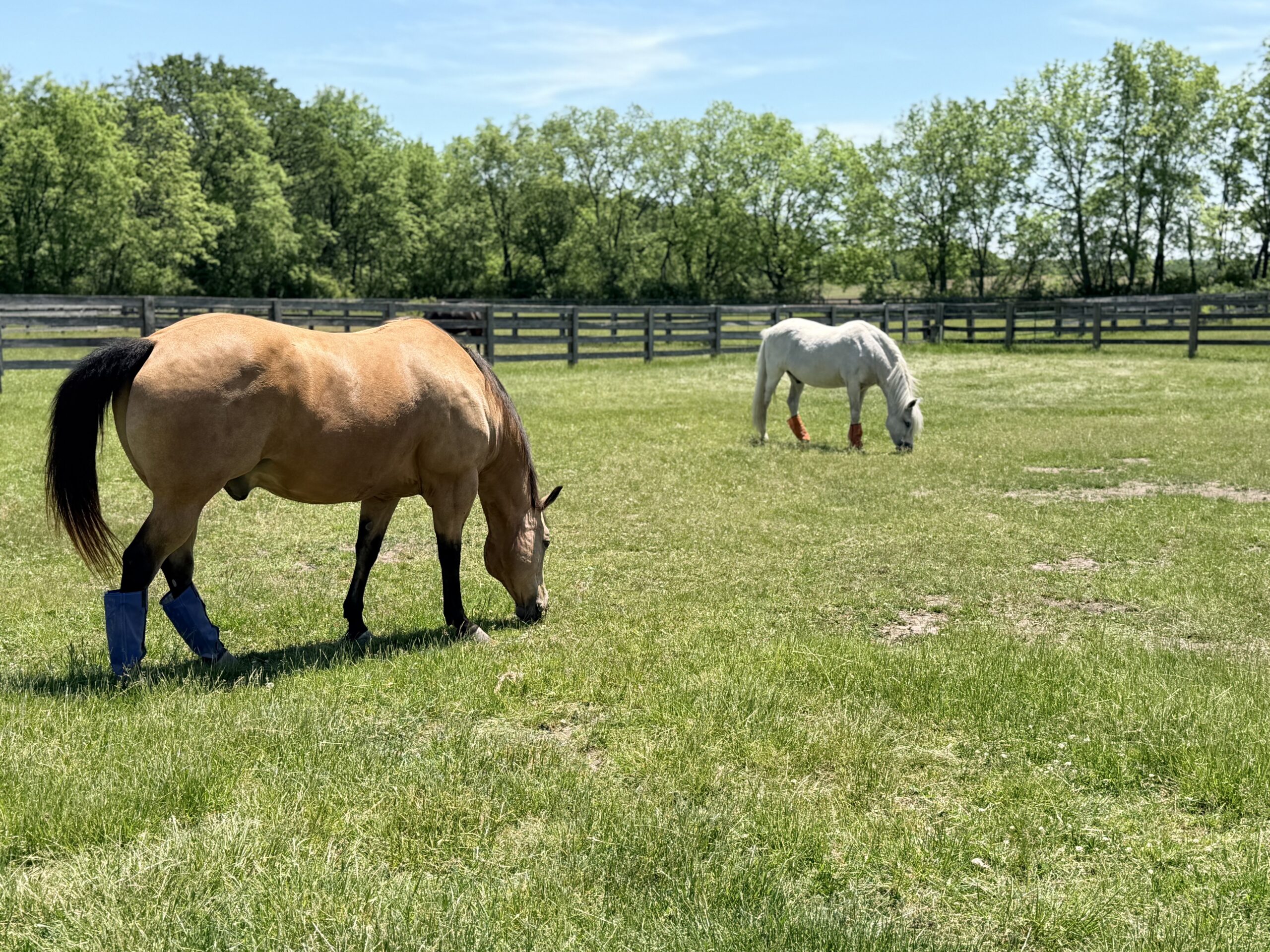 BEAU AND BODI
